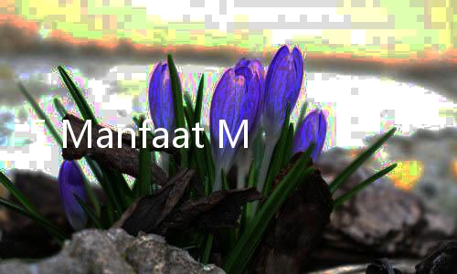 5 Manfaat Menakjubkan Daun Kelor untuk Wanita