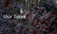 Usir Tokek dengan 5 Bahan Alami Ini, Semuanya Ada di Dapur